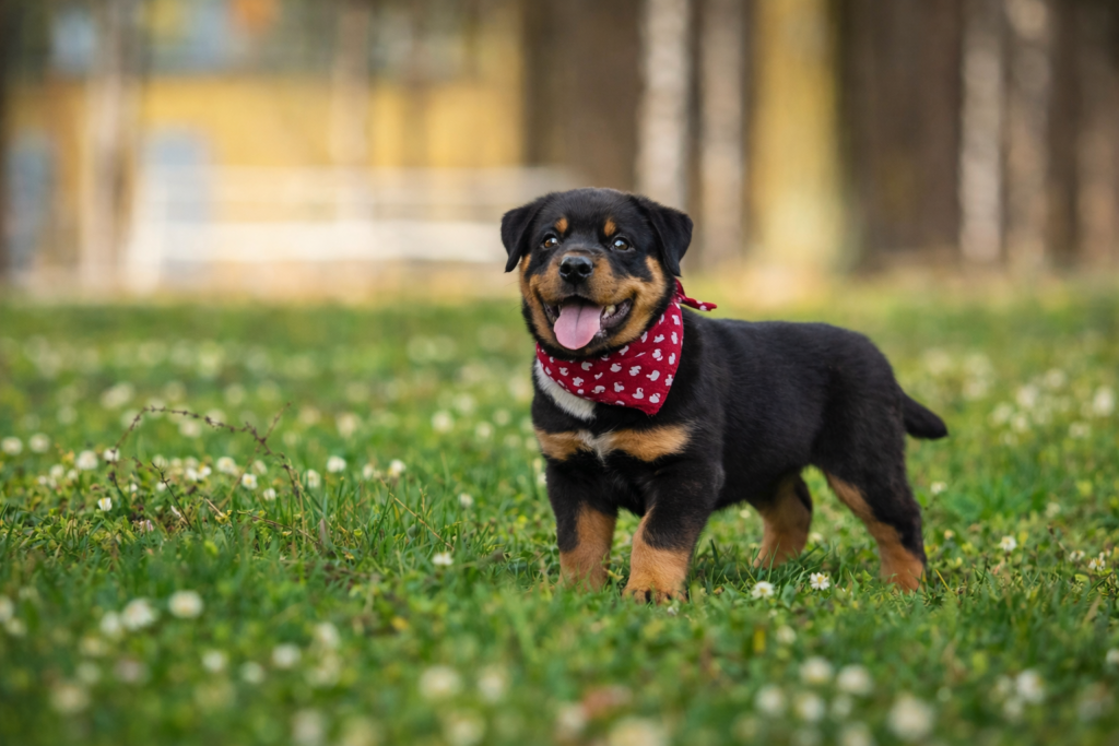 how to train a rottweiler puppy