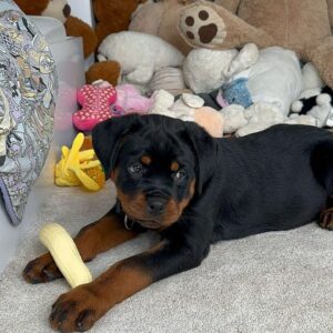 buy female rottweiler puppy Pearl 10 week old rottweiler puppy
