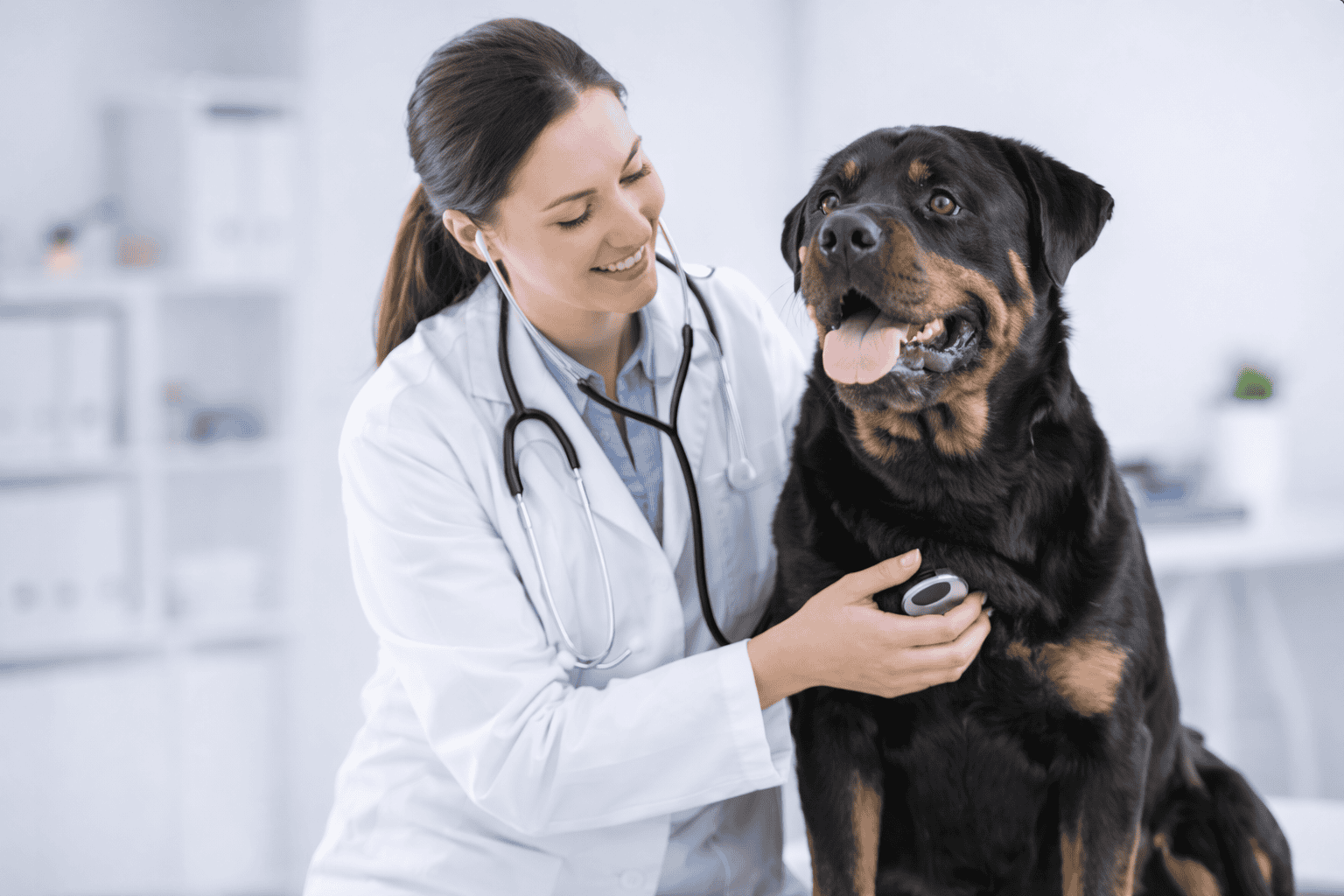 Healthy Rottweiler puppies for sale