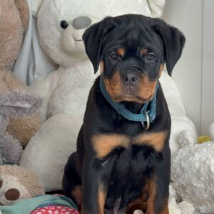 male rottweiler puppy for sale Teddy 10 week old rottweiler puppy