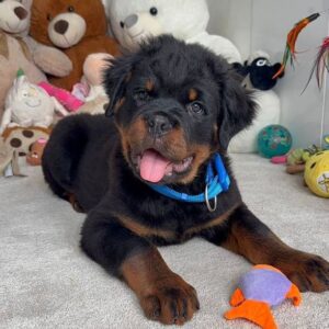 female rottweiler puppy available Coco 9 week old rottweiler puppy