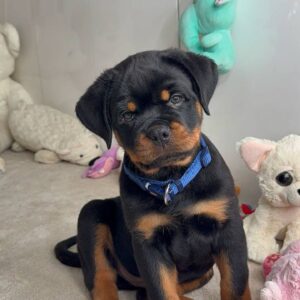 male rottweiler puppy available Molly 10 week old rottweiler puppy