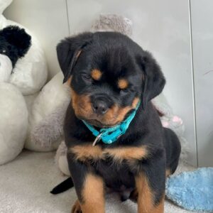 Rottweiler puppy for sale Bruno male Rottweiler puppy